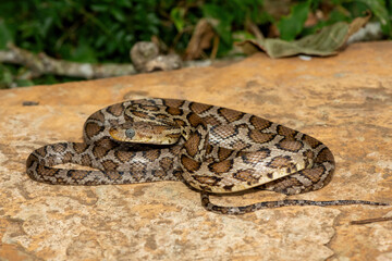 A beautiful Sinaloan Night Snake (Hypsiglena torquata), also known as a Mexican Night Snake. A venomous rear-fanged colubrid snake endemic to western Mexico