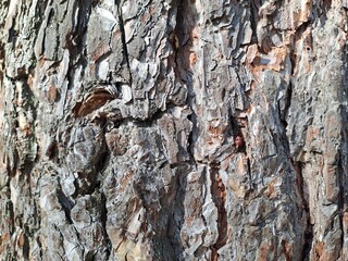 tree bark texture
