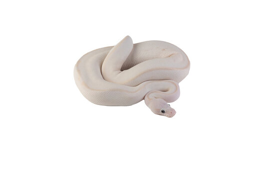 White albino ball python in isolated on white