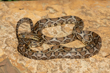 A beautiful Sinaloan Night Snake (Hypsiglena torquata), also known as a Mexican Night Snake. A venomous rear-fanged colubrid snake endemic to western Mexico