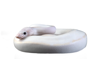 White albino ball python in isolated on white