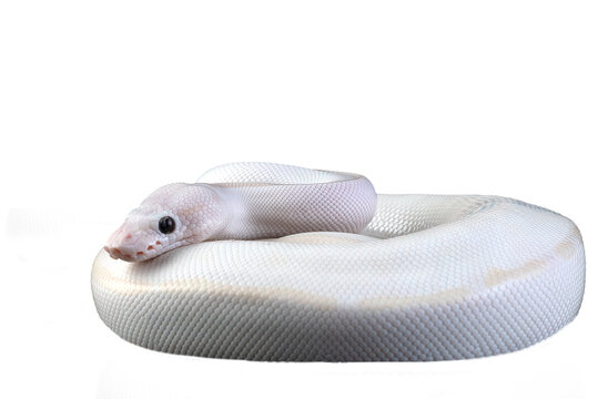 White albino ball python in isolated on white