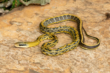 A beautiful Taiwanese ratsnake (Elaphe taeniura friesei), also known as a Taiwan Beauty Snake or stripe tail ratsnake. A non-venomous colubrid snake native to Taiwan