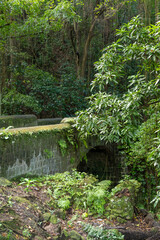 Alte Brücke wird vom Regenwald überwachsen