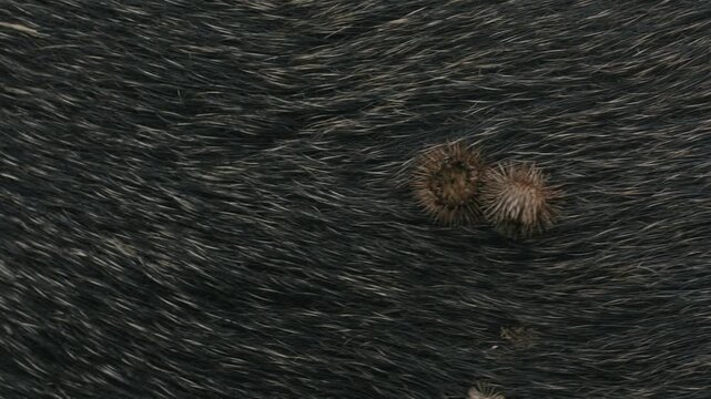 burrs in wild boar fur (close up)