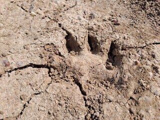 a footprint on the ground