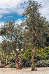 Two olive trees in the Cascais municipal park, Portugal.