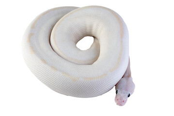 White albino ball python in isolated on white