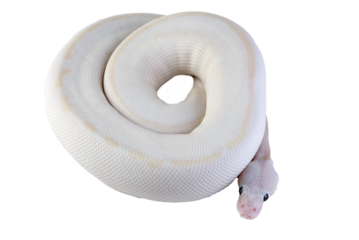 White albino ball python in isolated on white