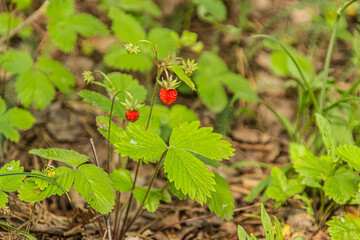 Wild Strawberries Delightfully Scattered on Forest Floor