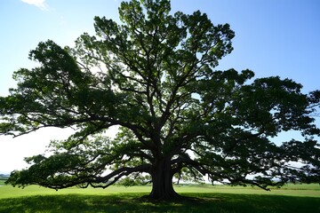 Fototapeta premium A lone green oak tree stands in a lush meadow under a summer blue sky with white clouds