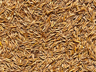 Obraz na płótnie Canvas Dry grass seed for most beautiful lawn. Pile of lawn grass seeds. Seeding or restoring a lawn. Lawn grass seed background texture top view. Dry grass seeds. 