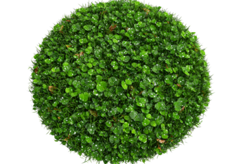 Top-Down View of Dense Vibrant Grass Circle with Dew Drops and Natural Imperfections, Isolated on Transparent Background
