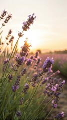 Obraz premium Soft focus lavender field at sunset golden hour warm light peaceful ambiance floral nature