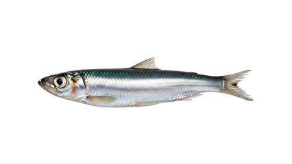 Obraz premium Fresh raw silver carp fish, a healthy freshwater seafood ingredient for cooking, isolated on a white background