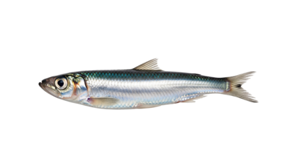 Fresh raw silver carp fish, a healthy freshwater seafood ingredient for cooking, isolated on a white background