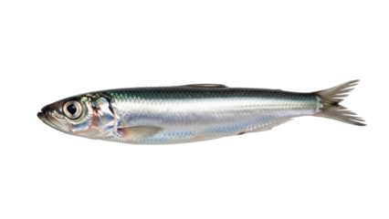 Minimal Anchovy Outline, Thick Black Lines, Simple Icon (PNG).