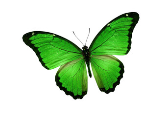 Isolated Green Butterfly Spreading Wings, Detailed Insect View - Bright, Spring, Summer, Beauty