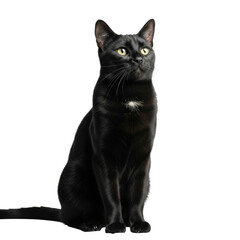 Midnight black domestic short-haired cat, sleek physique, glossy fur, piercing golden eyes, seated poised, against transparent studio background, soft high-key light, enigmatic grace and independence