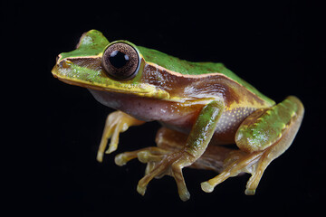 Obraz premium A vibrant green and brown tree frog in close-up, captured in realistic photography style on a black background, symbolizing wildlife and nature