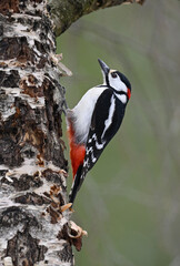 The Forest Sculptor (great spotted woodpecker / pico picapinos)