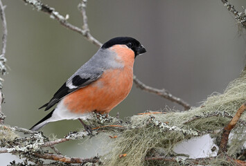 Pink Among Lichens (Eurasian Bullfinch / camachuelo común)