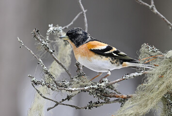 Balance Among Lichens (brambling / pinzón real)