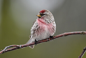 Color in the Frost (common redpoll / pardilla norteña)
