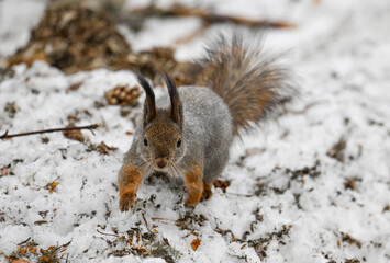 Obraz premium Squirrel in snowy forest with cones and branches