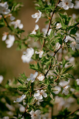 Cherry blossom in spring