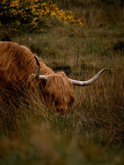 Two Highland cows resting in a grassy field, their horns and coats creating a picturesque rural scene. Great for lifestyle, nature, or farming visuals.