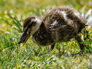 Duckling standing on green grass with a curious look. A charming and vibrant image perfect for children&rsquo;s content, nature prints, or spring-themed visuals.