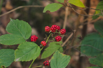  Wild red blackberries in Masovian forest, Poland