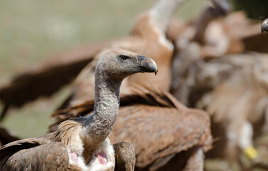 Vautour fauve,Gyps fulvus, Griffon Vulture, Parc naturel régional des grands causses 48, Lozere, France