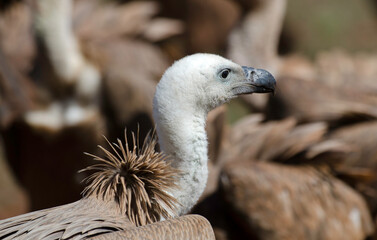 Vautour fauve,Gyps fulvus, Griffon Vulture, Parc naturel régional des grands causses 48, Lozere, France