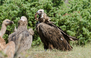 Vautour moine,Aegypius monachus, Cinereous Vulture, Vautour fauve,Gyps fulvus, Griffon Vulture, Parc naturel régional des grands causses 48, Lozere, France