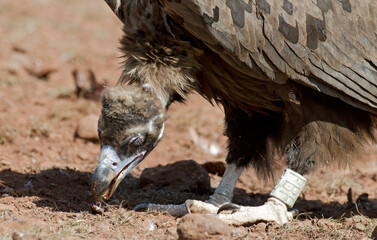 Vautour moine,Aegypius monachus, Cinereous Vulture, Parc naturel régional des grands causses 48, Lozere, France