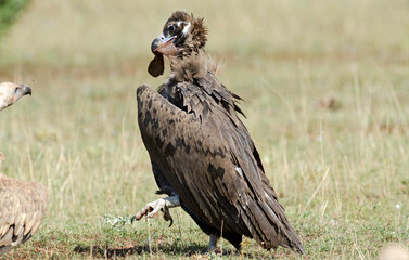 Vautour moine,Aegypius monachus, Cinereous Vulture, Parc naturel régional des grands causses 48, Lozere, France