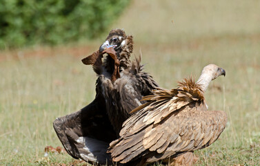 Vautour moine,Aegypius monachus, Cinereous Vulture, Vautour fauve,Gyps fulvus, Griffon Vulture, Parc naturel régional des grands causses 48, Lozere, France