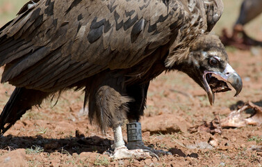 Vautour moine,Aegypius monachus, Cinereous Vulture, Parc naturel régional des grands causses 48, Lozere, France