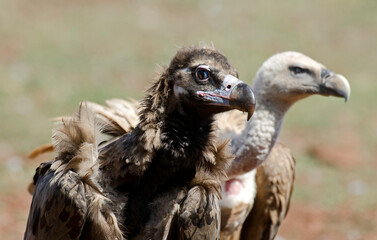Vautour moine,Aegypius monachus, Cinereous Vulture, Vautour fauve,Gyps fulvus, Griffon Vulture, Parc naturel régional des grands causses 48, Lozere, France
