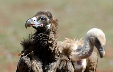 Vautour moine,Aegypius monachus, Cinereous Vulture, Vautour fauve,Gyps fulvus, Griffon Vulture, Parc naturel régional des grands causses 48, Lozere, France