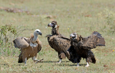 Vautour moine,Aegypius monachus, Cinereous Vulture, Vautour fauve,Gyps fulvus, Griffon Vulture, Parc naturel régional des grands causses 48, Lozere, France