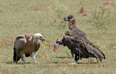 Vautour moine,Aegypius monachus, Cinereous Vulture, Vautour fauve,Gyps fulvus, Griffon Vulture, Parc naturel régional des grands causses 48, Lozere, France