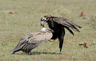 Vautour moine,
Aegypius monachus, Cinereous Vulture, Vautour fauve,
Gyps fulvus, Griffon Vulture, Parc naturel régional des grands causses 48, Lozere, France
