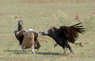 Vautour moine,Aegypius monachus, Cinereous Vulture, Vautour fauve,Gyps fulvus, Griffon Vulture, Parc naturel régional des grands causses 48, Lozere, France