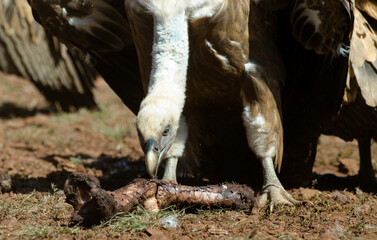 Vautour fauve,Gyps fulvus, Griffon Vulture, Parc naturel régional des grands causses 48, Lozere, France