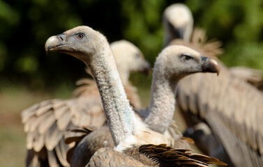 Vautour fauve,Gyps fulvus, Griffon Vulture, Parc naturel régional des grands causses 48, Lozere, France