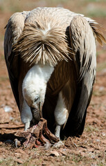Vautour fauve,Gyps fulvus, Griffon Vulture, Parc naturel régional des grands causses 48, Lozere, France