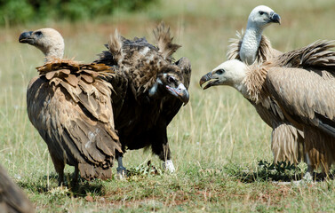Vautour moine,Aegypius monachus, Cinereous Vulture, Vautour fauve,Gyps fulvus, Griffon Vulture, Parc naturel régional des grands causses 48, Lozere, France